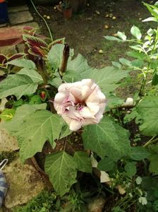 datura