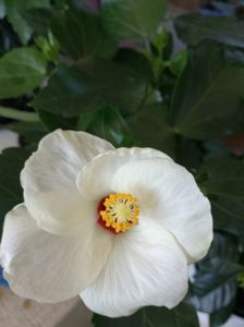 hibiscus