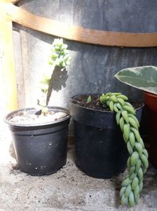 Sedum burrito multumesc dnei rodica