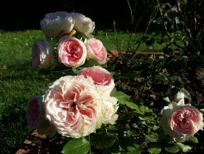 Pashmina-Multumesc Floralia!