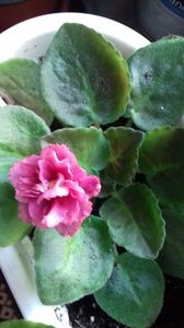 11 august 2018