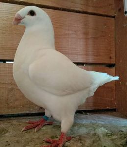 received_233985610593360