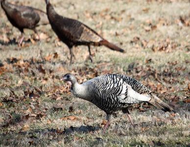 Black and White Turkey