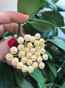 hoya obscura