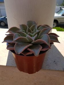 Echeveria Madiba