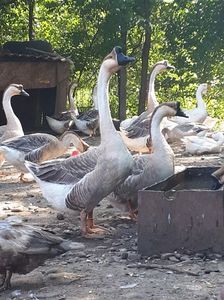 Cel mai inalt gascan chinezesc; Din 2017
