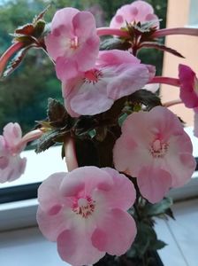 Apple Blossom (2)