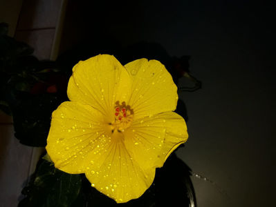 Hibiskus rosa sinensis Starlet