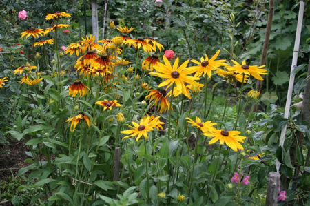 RUDBECHIA