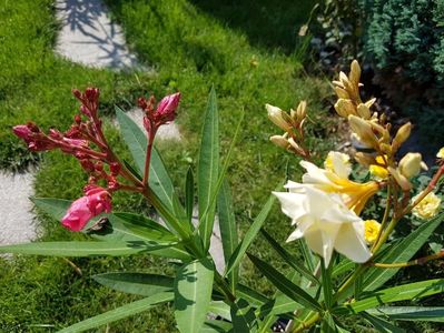 Surpriza din ghiveci:  luteum si roseum plenum; Pe langa faptul ca am luat leandrul asta de la piata ca fiind alb si a fost galben, acum vad ca firul al doilea din ghiveci pe care-l credeam la fel se dovedeste a fi un roseum din care mai am 4!
