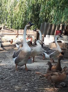 In familie