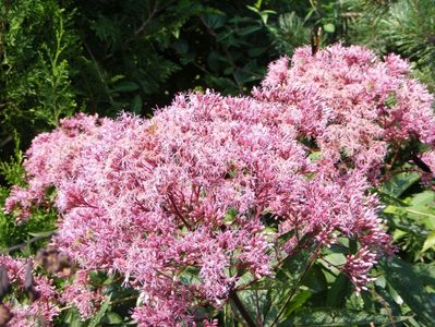 Eupatorium (cu muulte albine!)