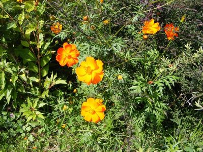 Cosmos sulphureus