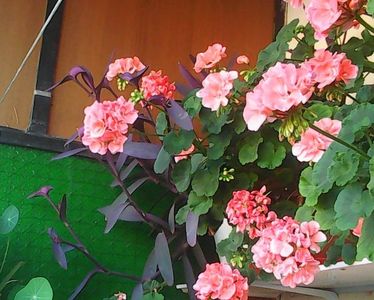Nuovo_1_Photo9033