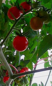 Nuovo_1_Photo9103