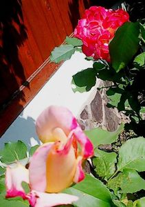 Nuovo_1_Photo9044