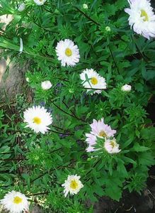 Nuovo_1_Photo9053