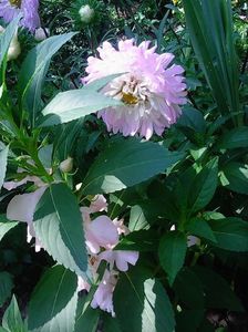 Nuovo_1_Photo9057