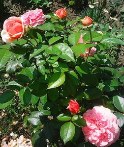 Nuovo_1_Photo9071