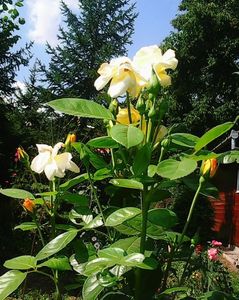 Nuovo_1_Photo9079