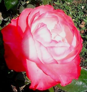 Nuovo_1_Photo9120