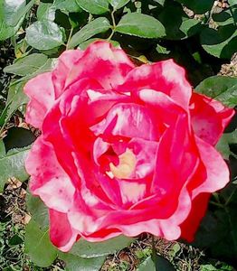 Nuovo_1_Photo9121