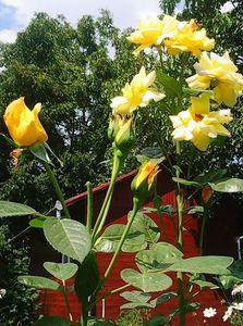 Nuovo_1_Photo9124