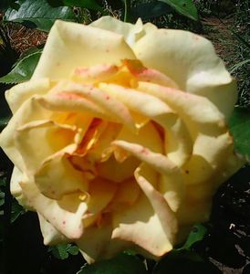 Nuovo_1_Photo9126