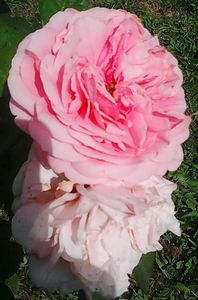 Nuovo_1_Photo9127