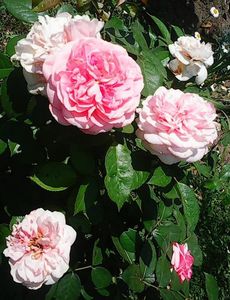 Nuovo_1_Photo9129
