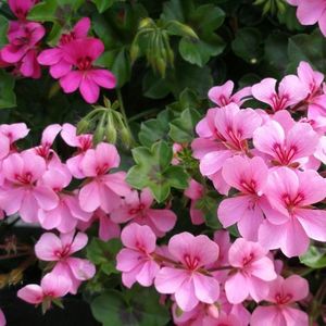 geranien-pink-496265-blp-msg-manuela-romig-korinski