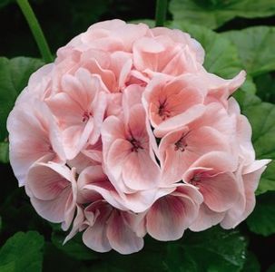 Geraniums_Pelargonium_Hortorum_Maverick_TM_Light_Salmon-1.medium