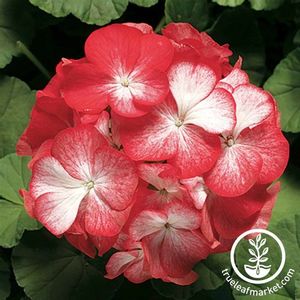 geranium-pinto-premium-series-bi-color-seed-wm_1400x