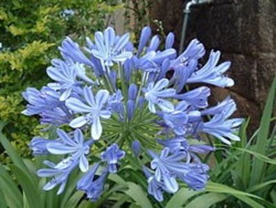 250px-Agapanthus_africanus