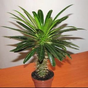 Pachypodium