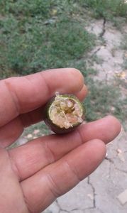 Citrus australasica roz; Fruct în curs de maturare
