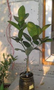 Lămâi mexican roșu cu aromă de vanilie