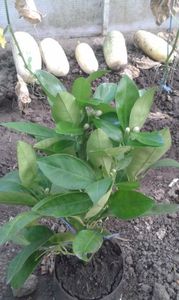 Portocal moro; Fructe mov
