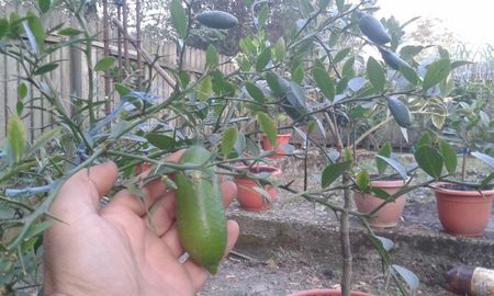 Citrus australasica faustrime; Finger lime verde
