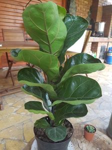 Ficus lyrata-in sfarsit il am!; Nu sunt fan plante mari de interior, dar ficusul acesta imi place tare mult.
Am mai avut unul cu muuulti ani in urma dar nu a rezistat. Sper sa am mai mult noroc acum.
