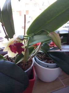Cattleya; Prima inflorire

