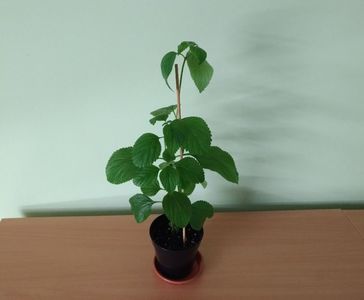 Lantana rosie cu ochi galben (12); Planta tanara, viguroasa, inradacinata in ghiveci de 1 cm - 12 Lei.
