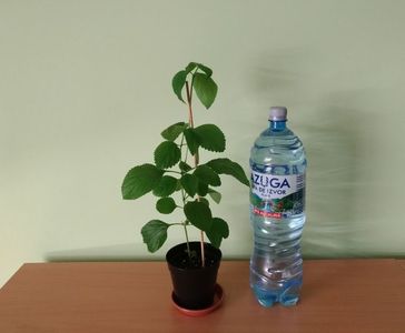 Doza de bere este pentru comparatie ca dimensiune.