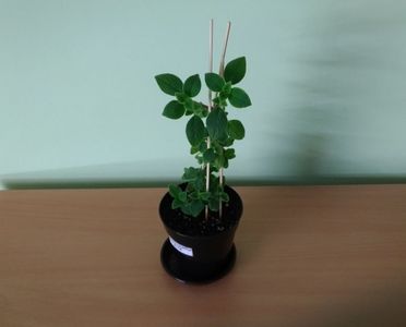 Streptocarpella alba (15); Planta tanara, inradacinata in ghiveci de 10 cm - 15 Lei.
