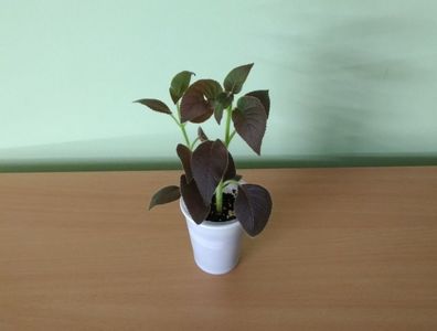 Kohleria Queen Olympus (12); Pui tanar, cu doua tulpinite in pahar de plastic - 12 Lei.
