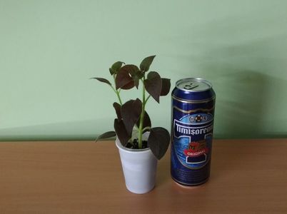 Doza de bere este pentru comparatie ca dimensiune.