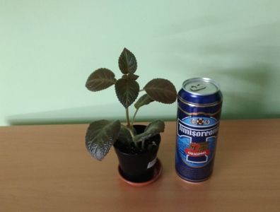 Doza de bere este pentru comparatie ca dimensiune.