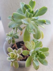 Aeonium castello-paivae variegat