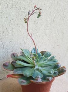 Echeveria Rain drops