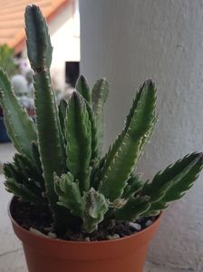 Stapelia hirsuta cu bobocel